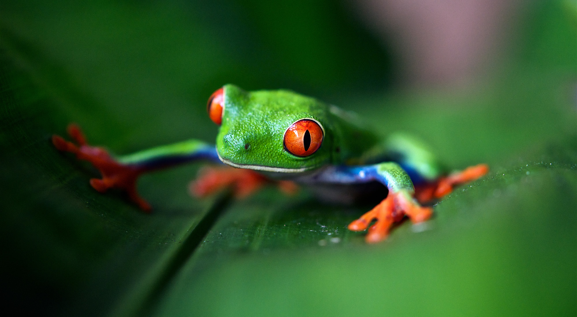 frog-slide – TLSea Travel