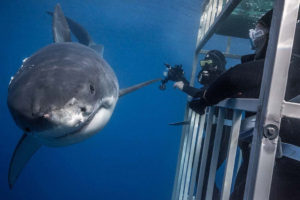 Guadalupe Island